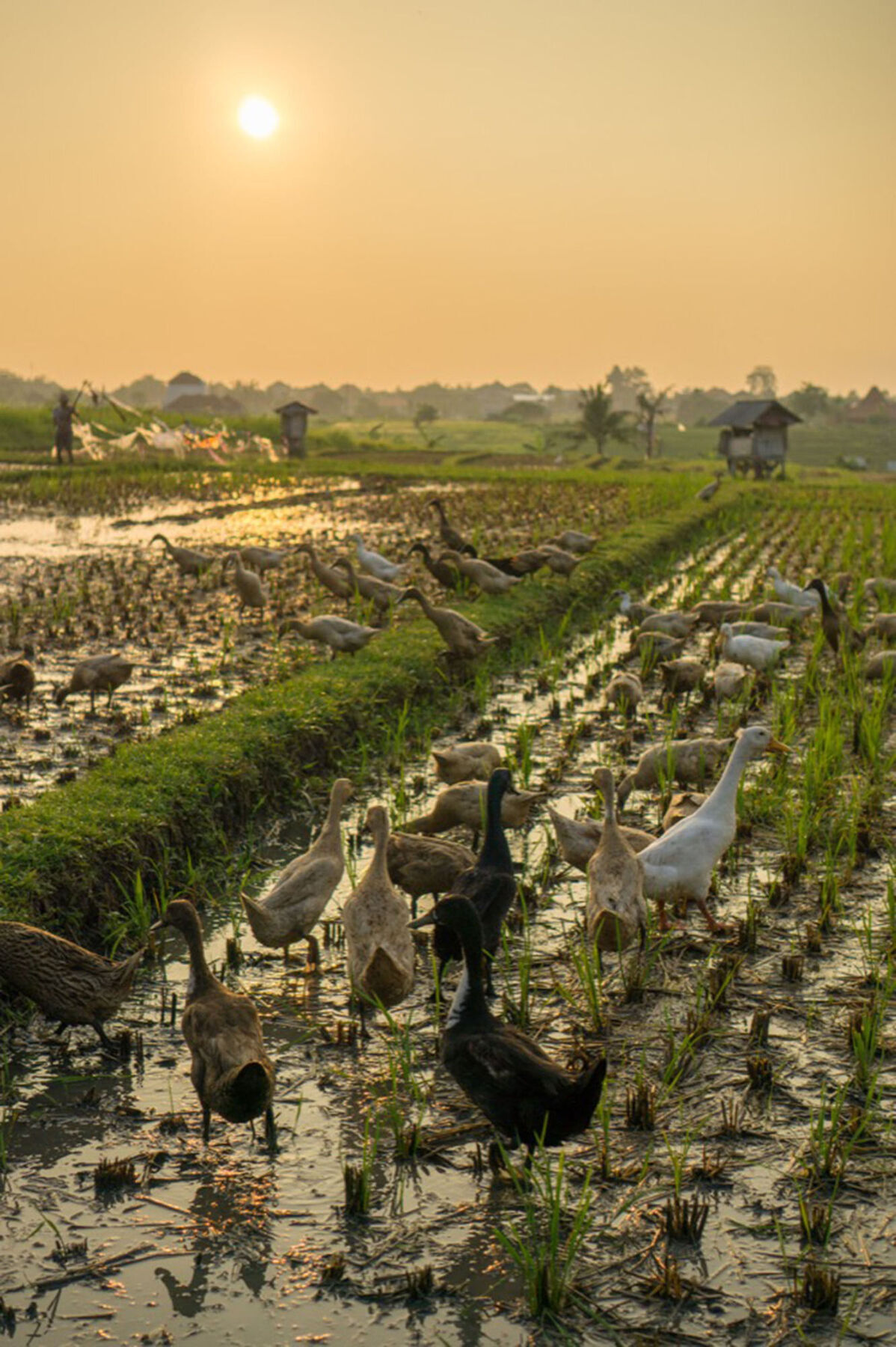 Sotis Villas Canggu Zewnętrze zdjęcie